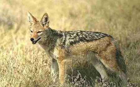 Oğuzda çaqqal 56 yaşlı kişiyə hücum etdi