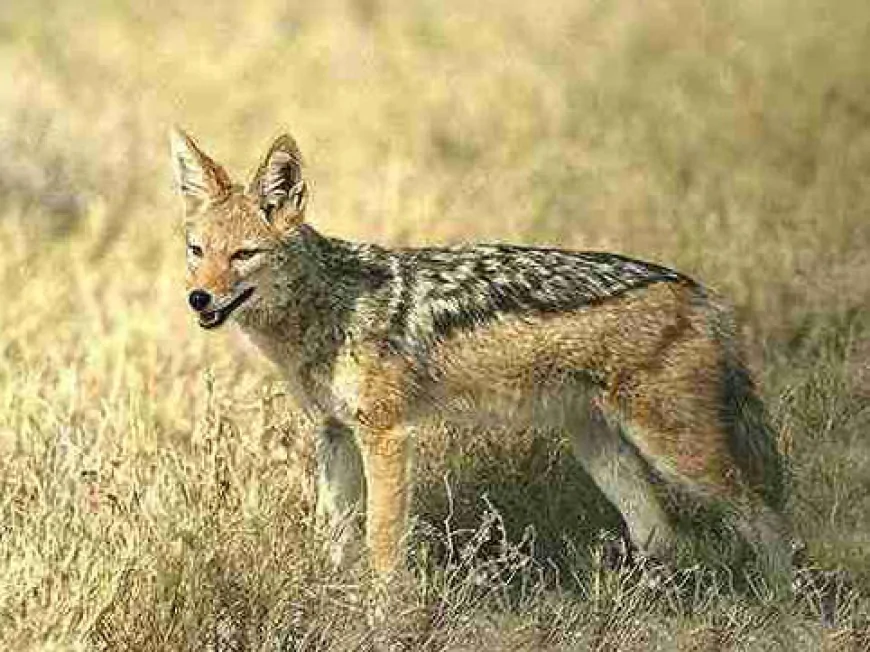 Oğuzda çaqqal 56 yaşlı kişiyə hücum etdi