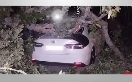 Oğuzda güclü külək irigövdəli ağacları qopardı