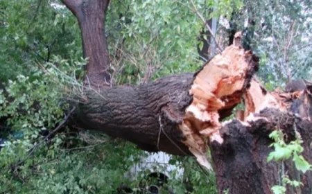 Oğuzda meşəlik ərazidə üzərinə ağac düşən şəxs həyatını itirib